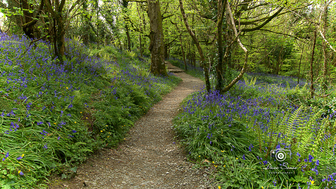 Tintern Woods (01)