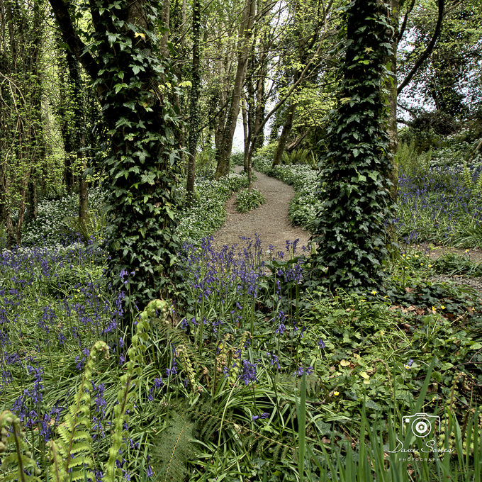 Tintern Woods (02)