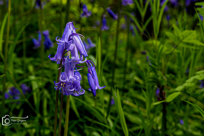 20230503-DSC_9658